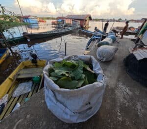 Huge industrial bag full of fresh kratom leaves, next to a port with small wooden boat in Djongkong.