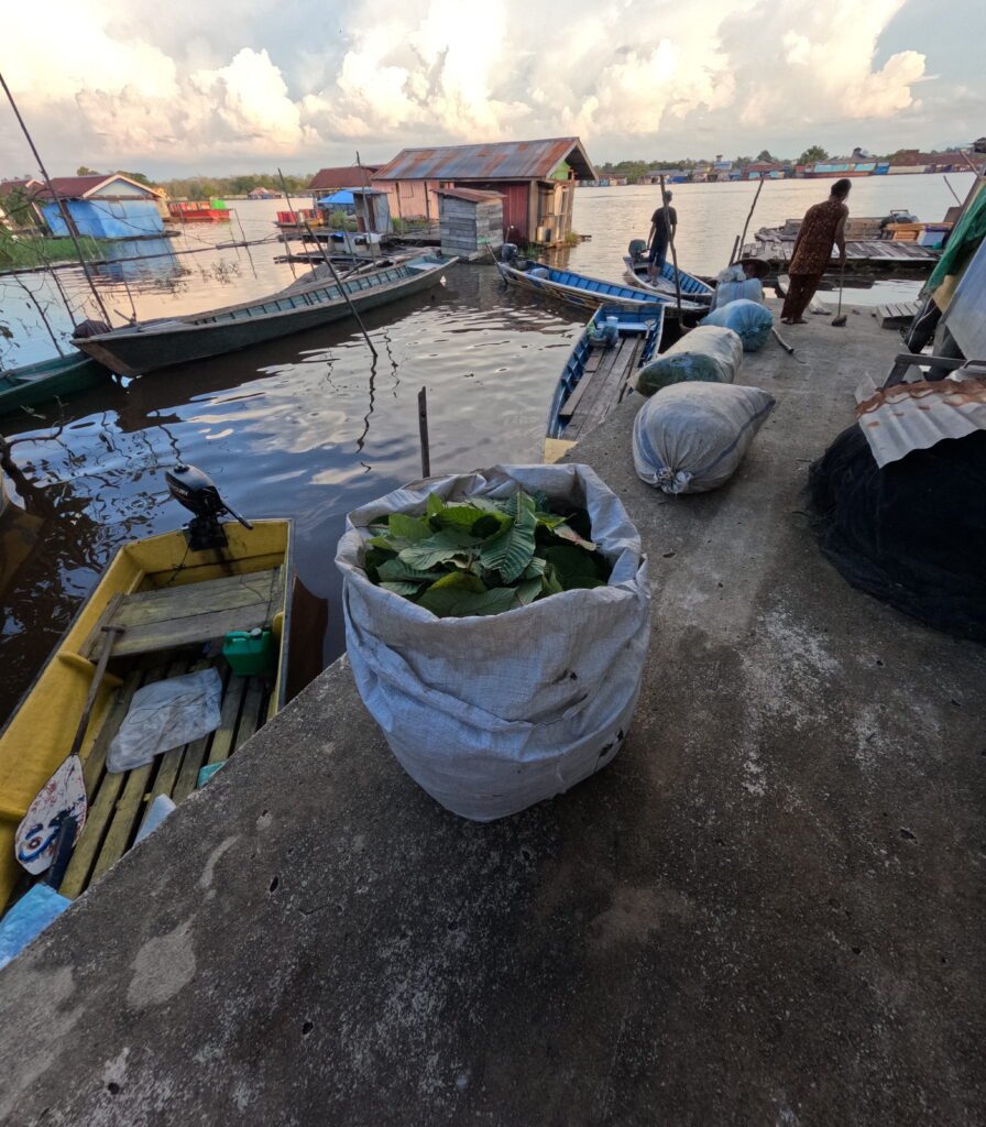 Key ecological issues for intensive kratom cultivation