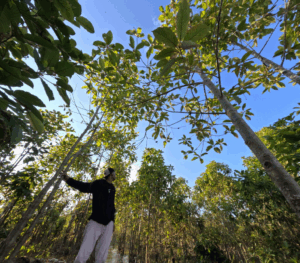 Le Kratom et l'écosystème : comprendre l'impact environnemental d'une plante traditionnelle