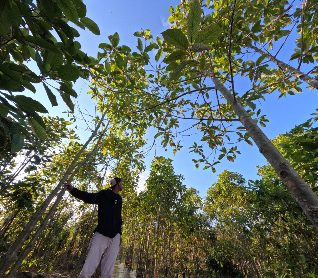 Le Kratom et l'écosystème : comprendre l'impact environnemental d'une plante traditionnelle