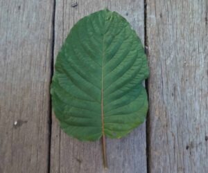 Close up of a fresh kratom leaf on a wooden plank