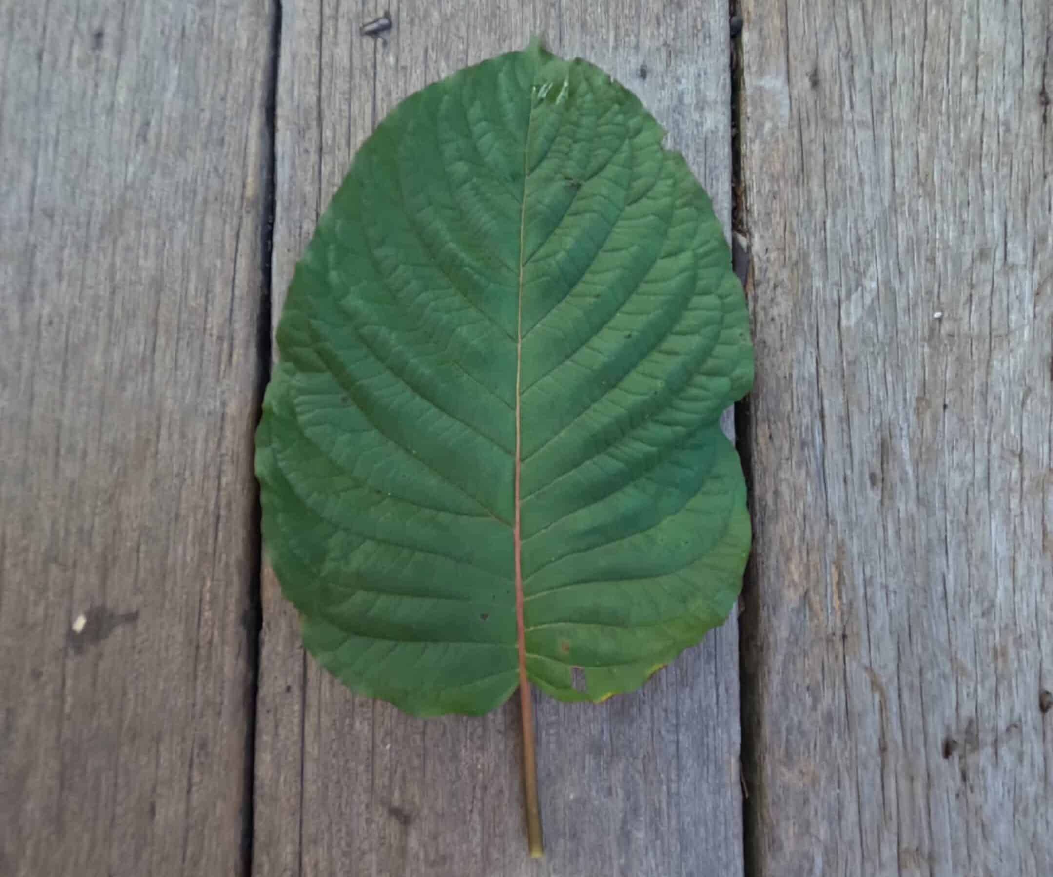Gros plan sur une feuille de kratom fraîche posée sur une planche en bois