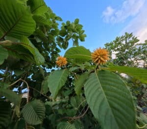 Arbre à kratom présentant ses feuilles et ses fruits jaunes