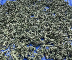 Dry kratom leaves drying outside on a blue tarp