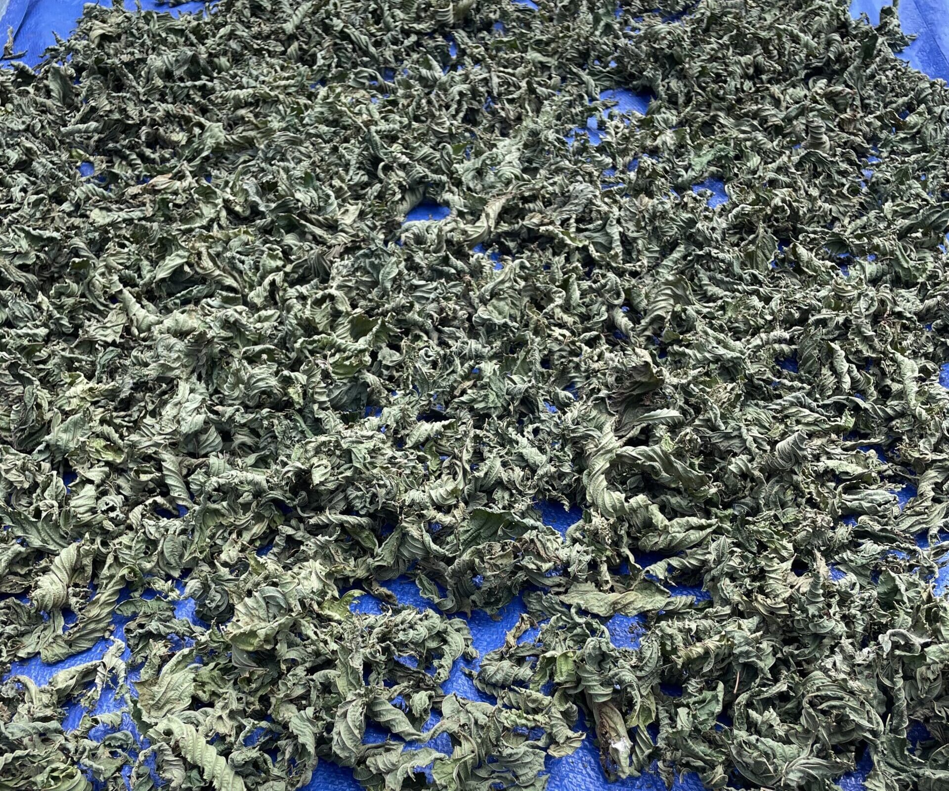 Des feuilles de kratom séchant à l'air libre sur une bâche bleue