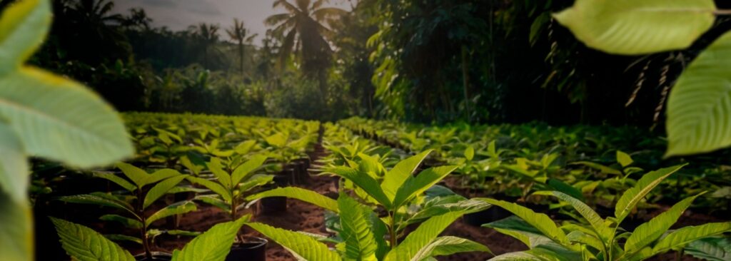 Lush green saplings growing in a tropical nursery, surrounded by palm trees and rich soil, emphasizing sustainable agriculture and plant cultivation.