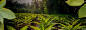 Lush green saplings growing in a tropical nursery, surrounded by palm trees and rich soil, emphasizing sustainable agriculture and plant cultivation.