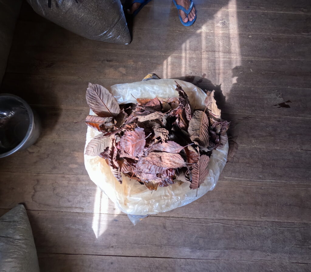 red leaves kratom in plastic bag, fermenting process