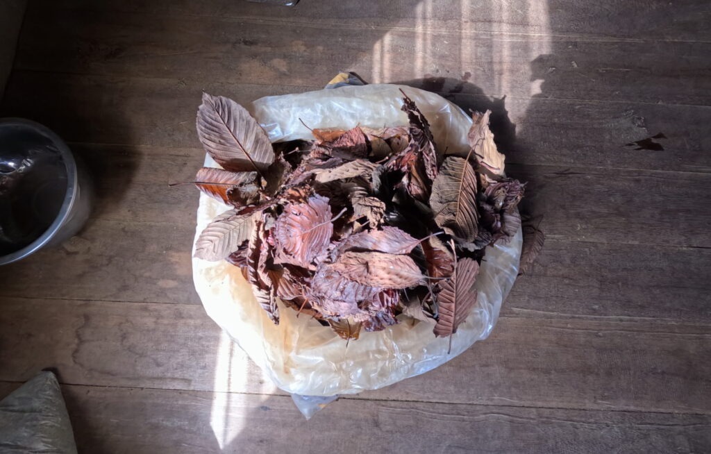 red leaves kratom in plastic bag, fermenting process