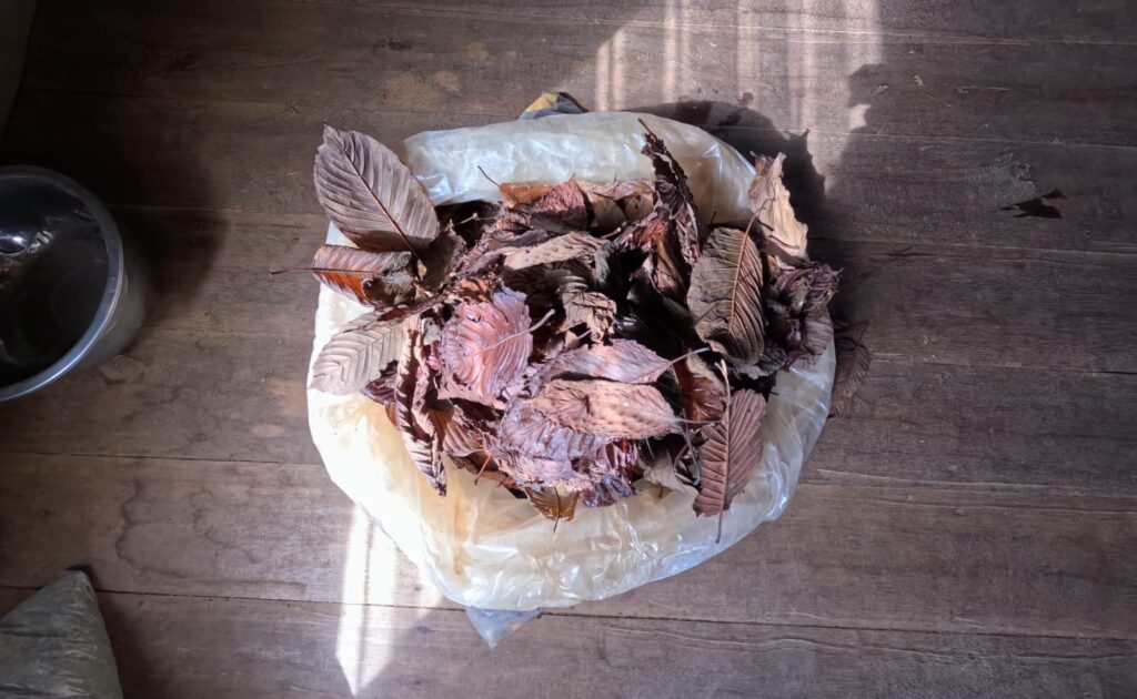 red leaves kratom in plastic bag, fermenting process